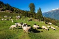 Flock of sheep in the Himalayas