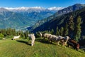 Flock of sheep in the Himalayas