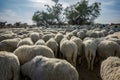 A flock of sheep in India