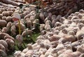 Flock of sheep invading a garden