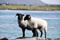 Flock of sheep, Ireland