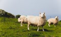 Flock of sheep kept biologically in a meadow in the countryside. Green fields in the mountains with grazing sheep and blue sky. He Royalty Free Stock Photo