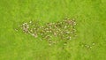 Flock of sheep and lamb grazing in the green meadow. Aerial Shot with drone chasing sheep. Sheep In The Mountain Aerial View Royalty Free Stock Photo