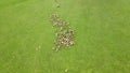 Flock of sheep and lamb grazing in the green meadow. Aerial Shot with drone chasing sheep. Sheep In The Mountain Aerial View Royalty Free Stock Photo