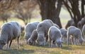 Flock of sheep and lamb grazing at sunset Royalty Free Stock Photo