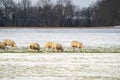 Flock of sheep with lambs, eating grass covered with snow. Winter on the farm. Selective focus, blur Royalty Free Stock Photo
