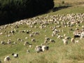 Flock of sheep lambs and goats grazing in the mountains