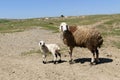 flock of sheep and lambs grazing in the field, mother sheep and baby lamb together