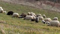 Flock of sheep with lambs Royalty Free Stock Photo