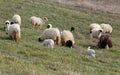 Flock of sheep with lambs Royalty Free Stock Photo