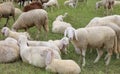 flock with sheep with lambs grazing in the mountain meadow Royalty Free Stock Photo