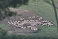 Flock of Sheep and Lambs in a Green Field. Royalty Free Stock Photo