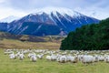 A flock of sheep and lambs with mountain background South Island New Zealand Royalty Free Stock Photo