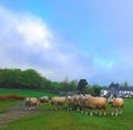 Flock of sheep in Lancashire.