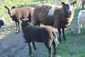 Sheep and lambs In a field in the evening in early spring in the UK Royalty Free Stock Photo