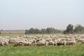 Flock of sheep on the lawns Royalty Free Stock Photo