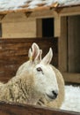 Ram in the stall of a wooden barn. Farm in Scotland