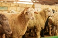 Livestock farm, flock of sheep. Indoor shot.