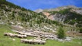 A flock of sheep located along Cristillan Valley above Ceillac village, Queyras Regional Natural Park