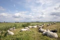 A flock of sheep lying and standing on a dike, in the distance on the horizon a village, surmounted by a blue sky with clouds and Royalty Free Stock Photo