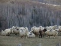 Flock of sheep in Magura in Romania