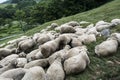 A flock of sheep on the meadow at daegwallyeong sheep farm