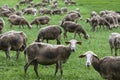 Flock of sheep in a meadow of green grass