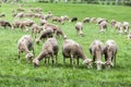 Flock of sheep in a meadow of green grass