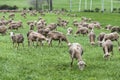 Flock of sheep in a meadow of green grass