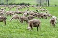 Flock of sheep in a meadow of green grass