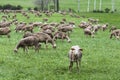 Flock of sheep in a meadow of green grass