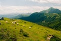 flock of sheep in the meadows of Pyrenees National Park, Pyrenees Atlantiques, France Royalty Free Stock Photo