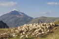 Flock of sheep in the Monte Baldo area