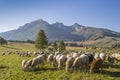 Flock of sheep in the Monte Bondone mountains Royalty Free Stock Photo