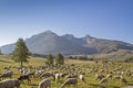 Flock of sheep in the Monte Bondone mountains Royalty Free Stock Photo