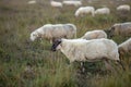 Flock of sheep in moorland landscape Royalty Free Stock Photo