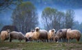 Flock of sheep in the morning fog