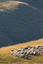 Flock of sheep in a mountain grassland Royalty Free Stock Photo