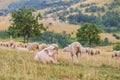 Flock of sheep on a mountain Royalty Free Stock Photo