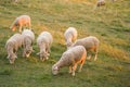 Flock of sheep on a mountain meadow Royalty Free Stock Photo