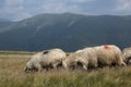 Sheep grazing the grass on mountain peaks Royalty Free Stock Photo