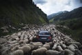 A flock of sheep on a mountain road formed a traffic jam.