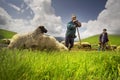 A flock of sheep on a mountain