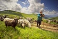 A flock of sheep on a mountain