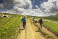 A flock of sheep on a mountain