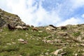 Flock of sheep in the mountains, Hohe Tauern Alps