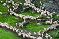 Flock of sheep on the mountains in Romania Royalty Free Stock Photo