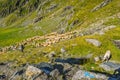 The flock of sheep on the mountainside Royalty Free Stock Photo