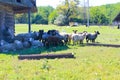 Sheep near the old barn Royalty Free Stock Photo