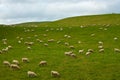 Flock of Sheep - New Zealand Royalty Free Stock Photo